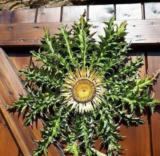 Petite Bergerie En Pierres Confort Casa de Férias